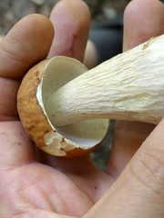 Boletus nobilissimus