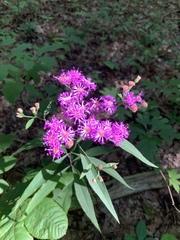 Vernonia flaccidifolia