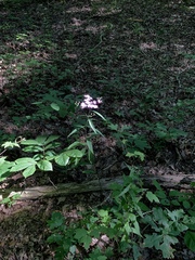 Vernonia flaccidifolia