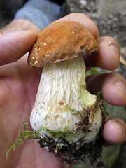 Boletus nobilissimus
