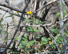 Simsia foetida
