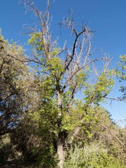 Juglans major