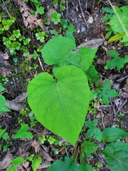 Aristolochia macrophylla