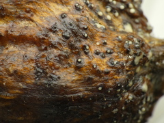 Botryosphaeriales