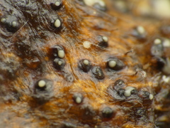 Botryosphaeriales