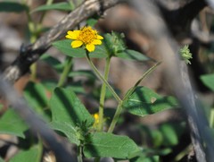 Simsia foetida