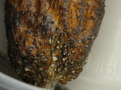 Botryosphaeriales