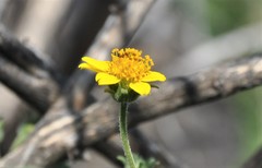 Simsia foetida