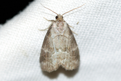 Hyperstrotia pervertens