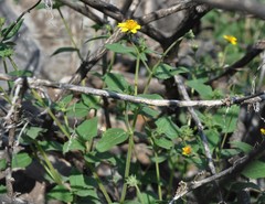 Simsia foetida