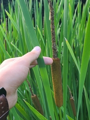 Typha × glauca