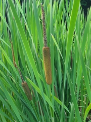 Typha × glauca