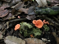 Cantharellus coccolobae