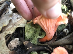 Cantharellus coccolobae