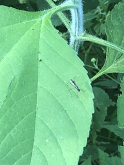 Rainieria antennaepes