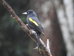 Cacicus chrysopterus