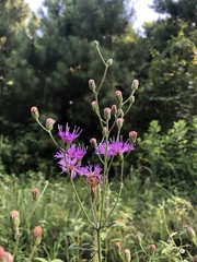 Vernonia texana