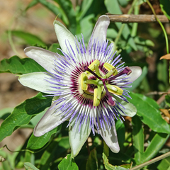 Passiflora caerulea