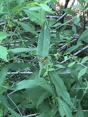 Xanthogramma flavipes