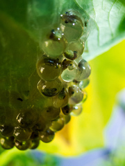 Agalychnis dacnicolor