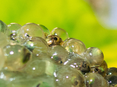 Agalychnis dacnicolor