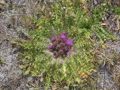 Cirsium scariosum congdonii
