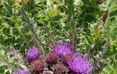Cirsium scariosum congdonii