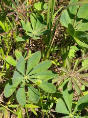 Lupinus perennis