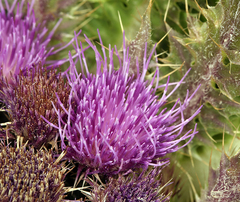 Cirsium scariosum congdonii