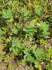 Lupinus perennis