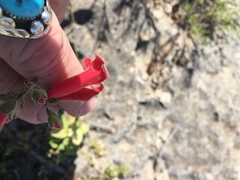 Penstemon baccharifolius