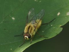 Thereva aurata