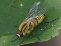 Thereva aurata