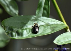 Megachile amparo