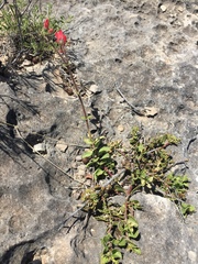Penstemon baccharifolius