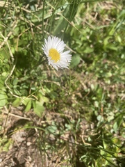 Erigeron melanocephalus