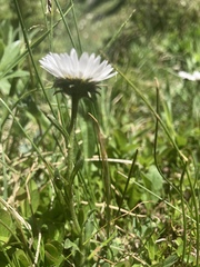 Erigeron melanocephalus
