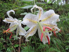Lilium auratum
