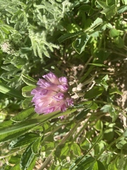 Trifolium parryi