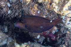 Cantherhines pardalis