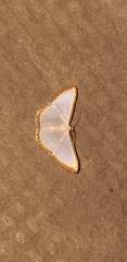 Leuciris fimbriaria