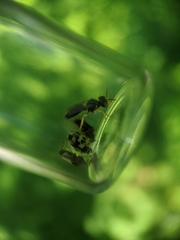 Calliopsis andreniformis