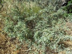 Berberis haematocarpa