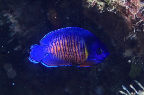 Coral beauty (Centropyge bispinosa) — Pomacanthidae — 5