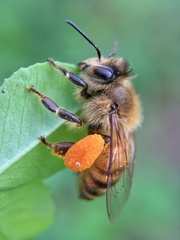 Apis mellifera