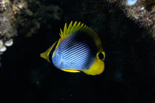 Blackback butterflyfish (Chaetodon melannotus) — Chaetodontidae — 4