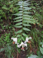 Lilium auratum