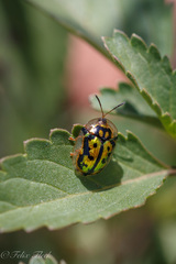 Deloyala lecontei