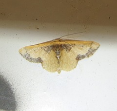 Idaea kendallaria