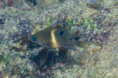 Chrysiptera biocellata